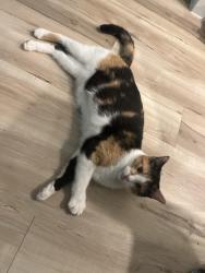 Reunited Female Cat last seen Long Creek School, New Braunfels, TX 78130