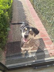 Found/Stray Female Dog last seen E circuit drive , Beaumont, TX 77706