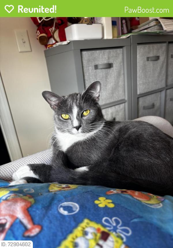 Reunited Female Cat last seen Hidden Valley at hwy 55 and Fairway green Drive, Fuquay-Varina, NC 27526