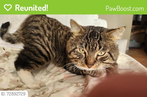 Reunited Male Cat last seen Lassen/Winnetka, Los Angeles, CA 91311