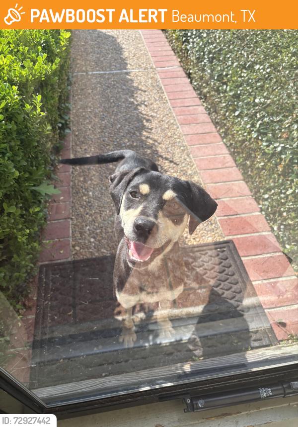 Found/Stray Female Dog last seen E circuit drive , Beaumont, TX 77706