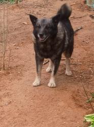 Lost Male Dog last seen Wilson station Road , Monroe County, TN 37329