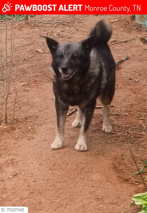Lost Male Dog last seen Wilson station Road , Monroe County, TN 37329