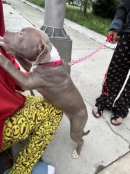 Found/Stray Female Dog last seen Near n Warren st Trenton , Trenton, NJ 08618