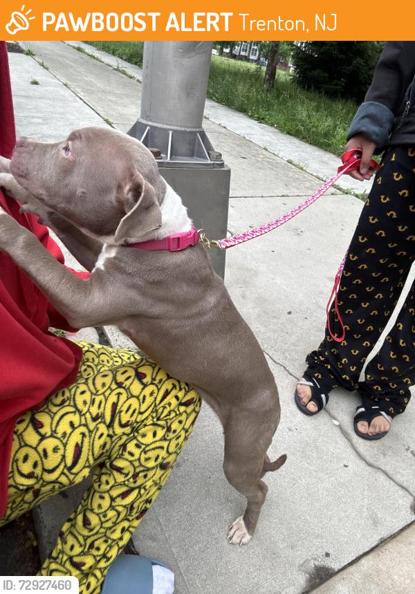 Found/Stray Female Dog last seen Near n Warren st Trenton , Trenton, NJ 08618