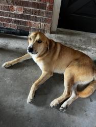 Found/Stray Male Dog last seen Richfield road duson, Duson, LA 70529