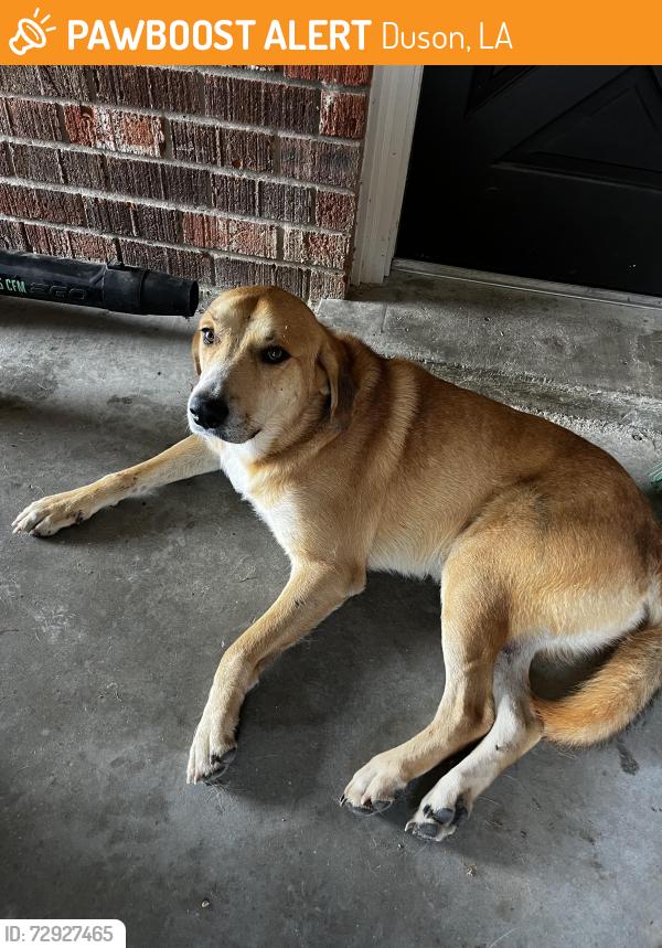 Found/Stray Male Dog last seen Richfield road duson, Duson, LA 70529