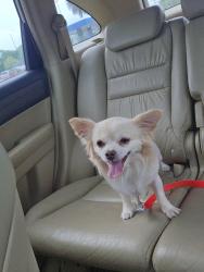 Reunited Male Dog last seen Brophy blvd and lake view, Cocoa, FL 32926