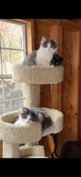 Lost Female Cat last seen Near and Angelica Woods Lane, Eureka, MO 63025