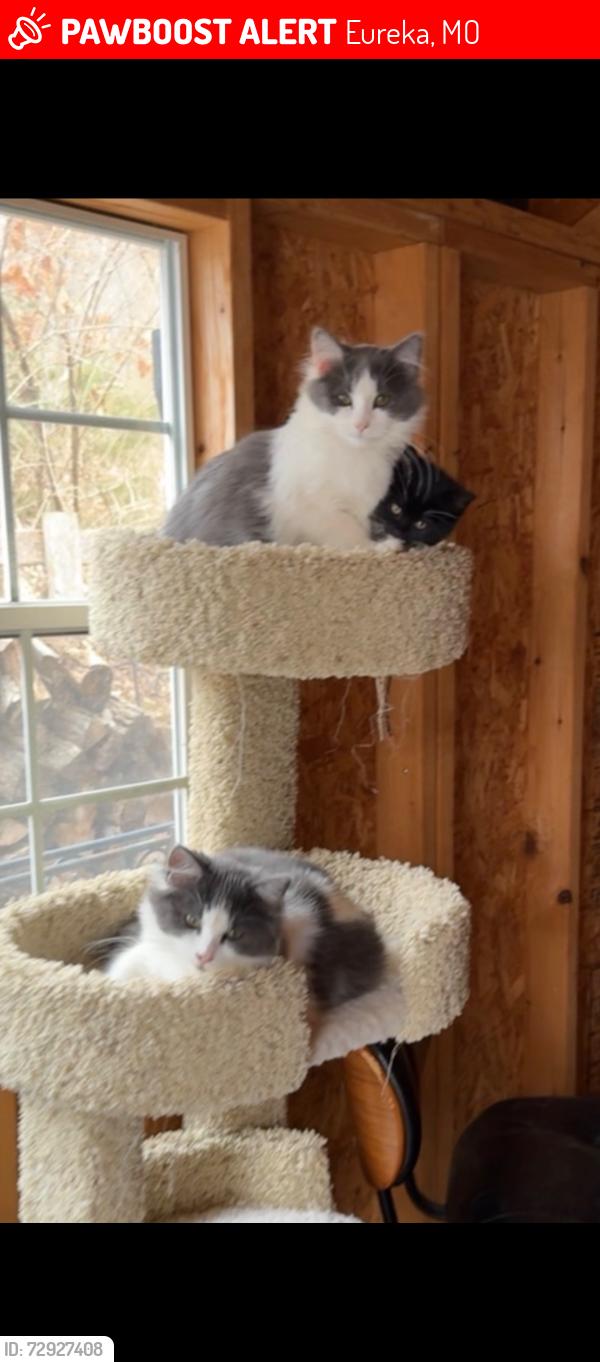 Lost Female Cat last seen Near and Angelica Woods Lane, Eureka, MO 63025