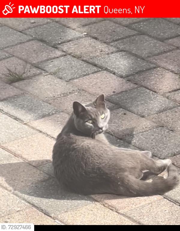 Lost Female Cat last seen 12th road 162nd street, Queens, NY 11357
