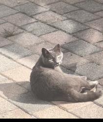 Lost Female Cat last seen 12th road 162nd street, Queens, NY 11357