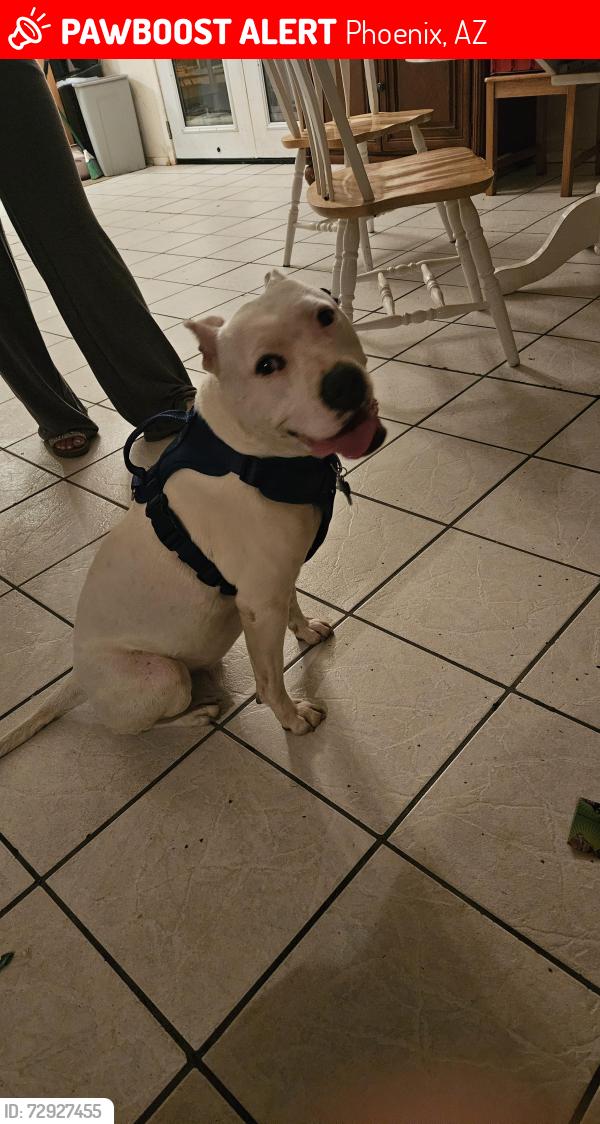 Lost Female Dog last seen 107th ave Campbell , Phoenix, AZ 85037