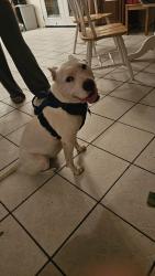 Lost Female Dog last seen 107th ave Campbell , Phoenix, AZ 85037