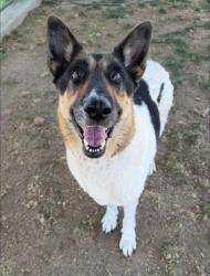 Shelter Stray Female Dog last seen Near BLOCK TRUXTUN AVE, BAKERSFIELD CA 93309, Bakersfield, CA 93308