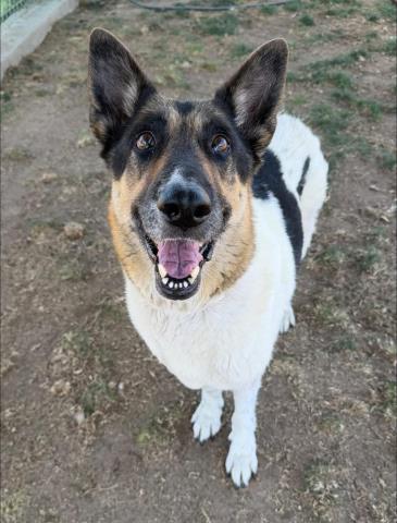Shelter Stray Female Dog last seen Near BLOCK TRUXTUN AVE, BAKERSFIELD CA 93309, Bakersfield, CA 93308