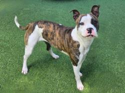 Shelter Stray Female Dog last seen , Los Angeles, CA 91405