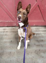 Shelter Stray Female Dog last seen CHARLOTTE, Charlotte, NC 28217