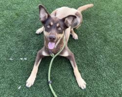 Shelter Stray Male Dog last seen , Los Angeles, CA 90031