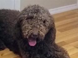 Shelter Stray Male Dog last seen CR 33/LAKESHORE DR GROVELAND 34736, Deer Island, FL 32778