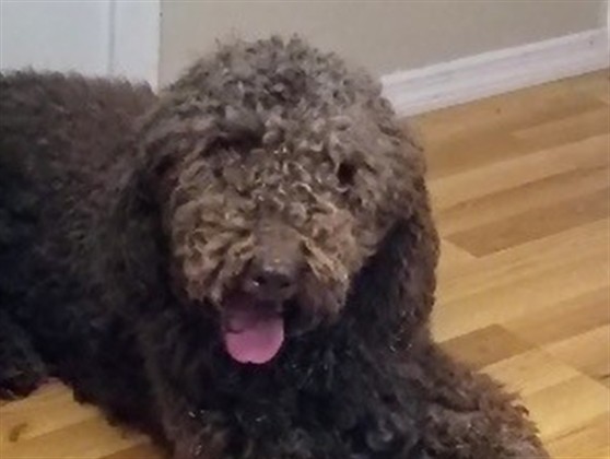 Shelter Stray Male Dog last seen CR 33/LAKESHORE DR GROVELAND 34736, Deer Island, FL 32778