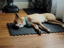 Reunited Male Dog last seen Walgreens and North Broadway , Knoxville, TN 37917