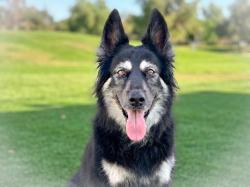 Shelter Stray Female Dog last seen , San Pedro, CA 90731