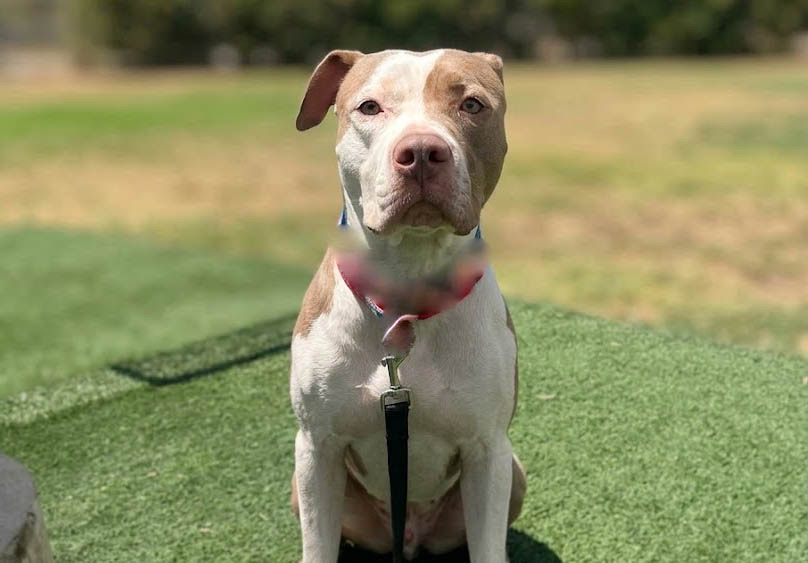 Shelter Stray Female Dog last seen , San Pedro, CA 90731