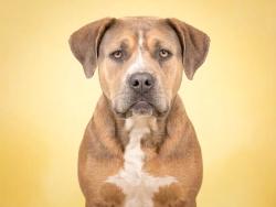 Shelter Stray Female Dog last seen , San Pedro, CA 90731
