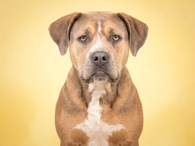 Shelter Stray Female Dog last seen , San Pedro, CA 90731