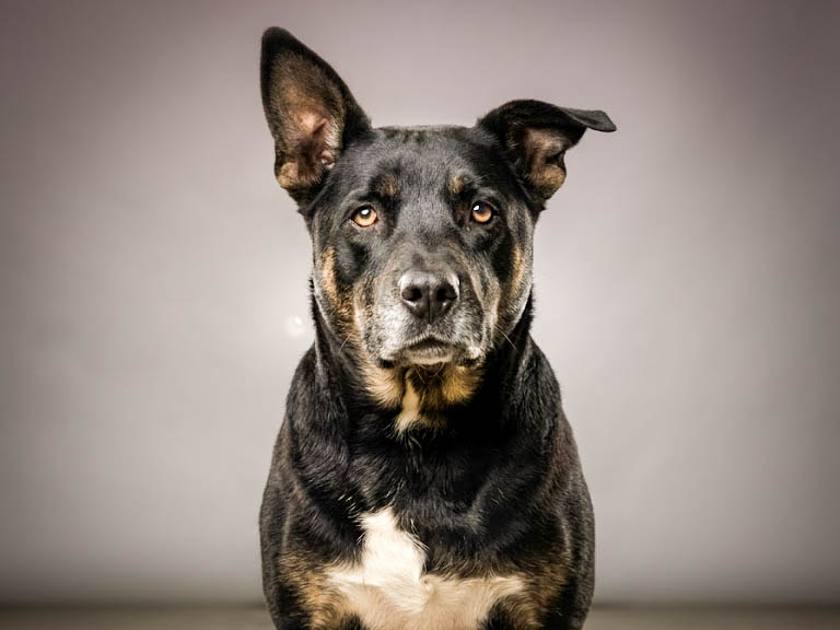 Shelter Stray Female Dog last seen , San Pedro, CA 90731