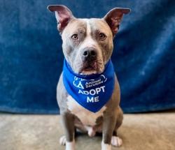 Shelter Stray Male Dog last seen , San Pedro, CA 90731