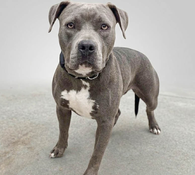 Shelter Stray Female Dog last seen , San Pedro, CA 90731