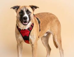 Shelter Stray Female Dog last seen , San Pedro, CA 90731