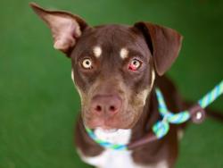 Shelter Stray Female Dog last seen , Los Angeles, CA 90025