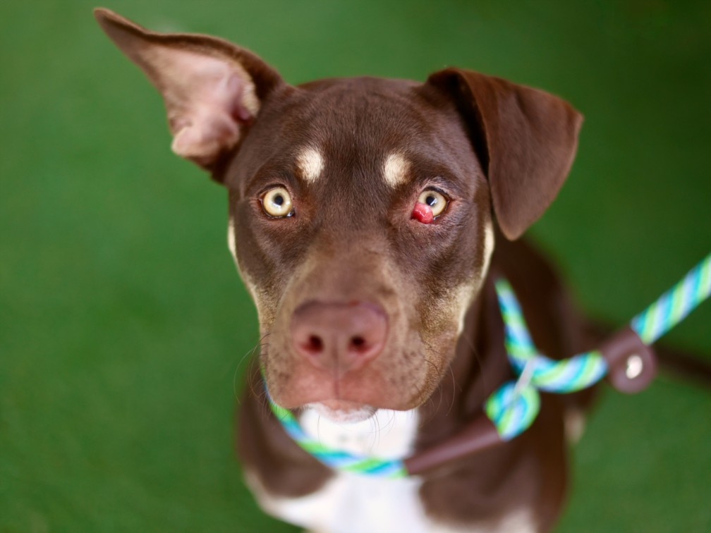 Shelter Stray Female Dog last seen , Los Angeles, CA 90025