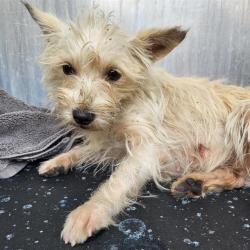 Shelter Stray Female Dog last seen Near BLOCK PALO ALTO RD, San Antonio, TX 78227