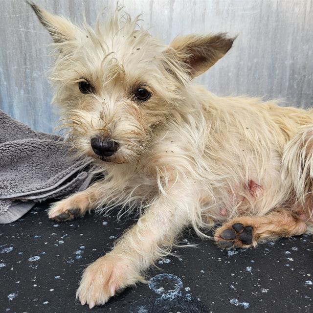 Shelter Stray Female Dog last seen Near BLOCK PALO ALTO RD, San Antonio, TX 78227