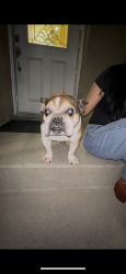 Reunited Male Dog last seen Brea CA, Brea, CA 92821