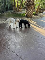 Reunited Female Dog last seen Rainbow & West El Campo Grande Ave, North Las Vegas, NV 89031