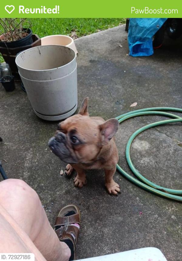 Reunited Male Dog last seen Angleton TX 77515, Angleton, TX 77515