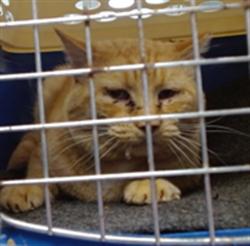 Shelter Stray Male Cat last seen , Oklahoma City, OK 73129