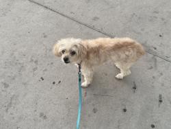 Reunited Female Dog last seen 23rd street and Earll Dr, Phoenix, AZ 85016