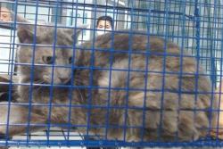 Shelter Stray Female Cat last seen , Oklahoma City, OK 73129