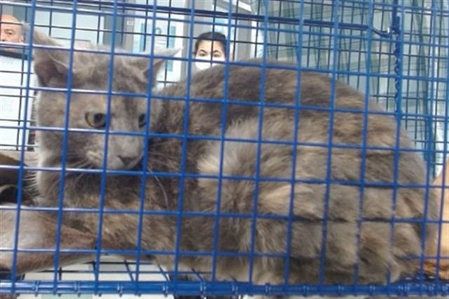 Shelter Stray Female Cat last seen , Oklahoma City, OK 73129
