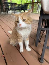 Found/Stray Unknown Cat last seen Laurel Ave & St. Albans St, Saint Paul, MN 55104