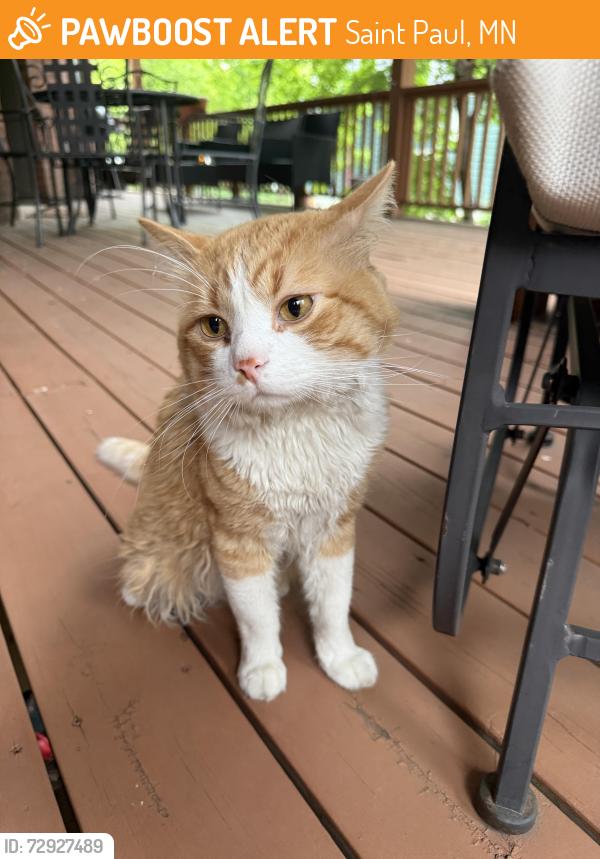 Found/Stray Unknown Cat last seen Laurel Ave & St. Albans St, Saint Paul, MN 55104