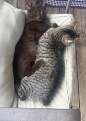 Lost Male Cat last seen About a mile or 2 from Wiesenberger Mill, Lexington, KY 40511