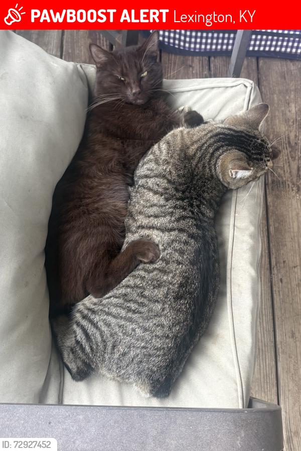 Lost Male Cat last seen About a mile or 2 from Wiesenberger Mill, Lexington, KY 40511