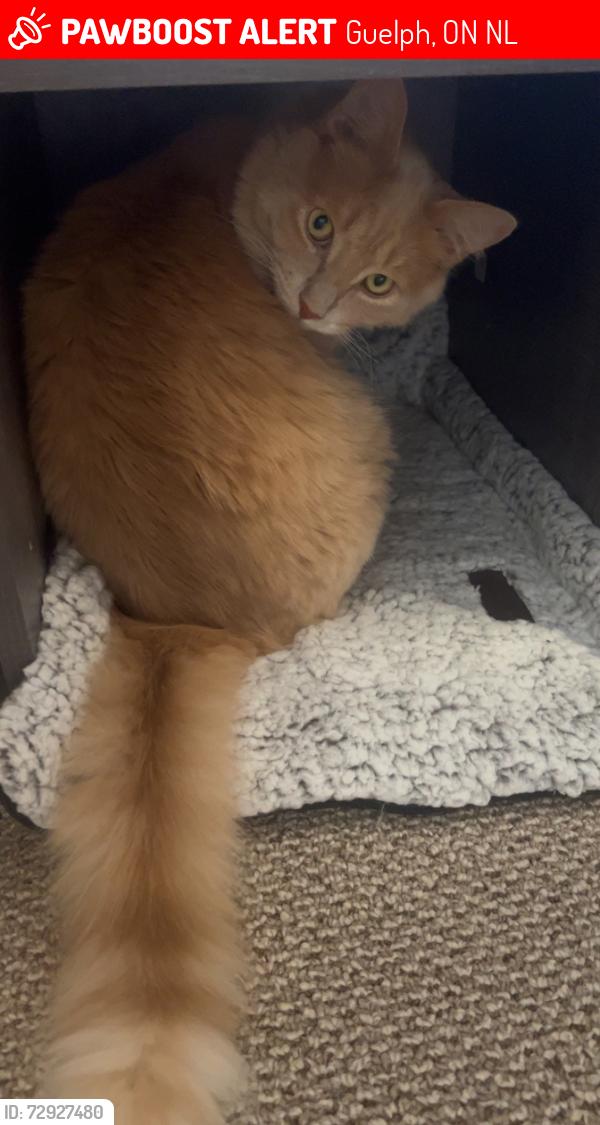 Lost Male Cat last seen Zehrs on Clair, Guelph, ON N1L